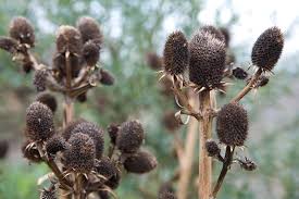 Attēlu rezultāti vaicājumam “Eryngium planum fruit”