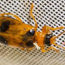 Attēlu rezultāti vaicājumam “Phyllobrotica quadrimaculata”