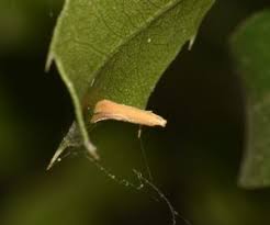Attēlu rezultāti vaicājumam “Tischeriidae”