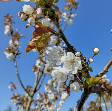 Attēlu rezultāti vaicājumam “Prunus avium flower”