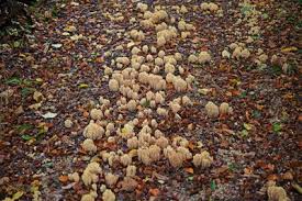 Attēlu rezultāti vaicājumam “Clavulinopsis cinerioides”