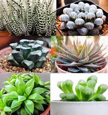 Image result for Haworthia mix
