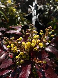 Attēlu rezultāti vaicājumam “Mahonia aquifolium”