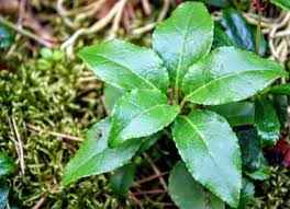 Attēlu rezultāti vaicājumam “Orthilia secunda fruit”