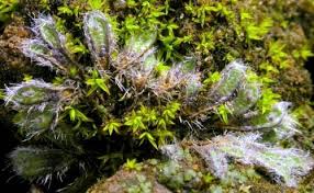 Attēlu rezultāti vaicājumam “Riccia sorocarpa macro”