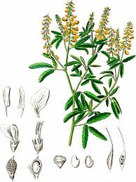 Attēlu rezultāti vaicājumam “Melilotus wolgicus”