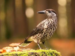 Image result for Nucifraga caryocatactes