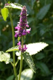 Attēlu rezultāti vaicājumam “Stachys officinalis”