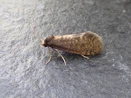 Attēlu rezultāti vaicājumam “Taleporia tubulosa”