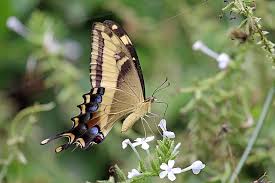 Attēlu rezultāti vaicājumam “Papilio machaon underside”