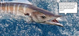 Image result for Acanthocybium solandri