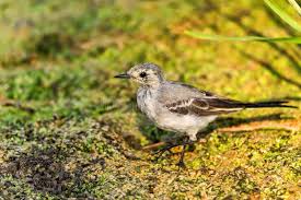 Attēlu rezultāti vaicājumam “Motacilla alba juvenile”
