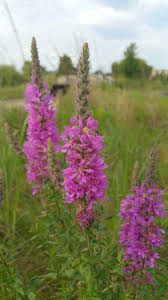 Image result for Lythrum salicaria