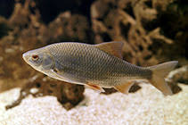 Image result for Rutilus caspicus