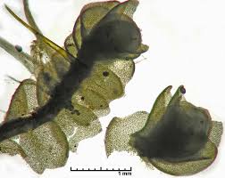 Attēlu rezultāti vaicājumam “Lophozia”