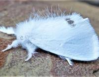 Attēlu rezultāti vaicājumam “Euproctis similis imago”