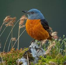 Image result for Monticola saxatilis