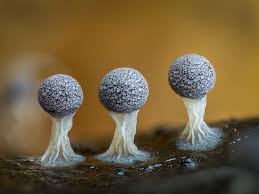 Attēlu rezultāti vaicājumam “Collaria rubens macro”