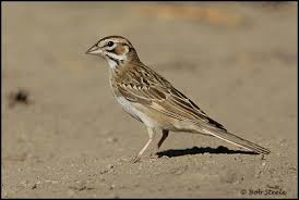 Image result for Chondestes grammacus