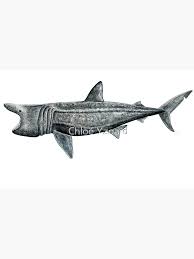 Image result for Cetorhinus maximus