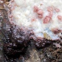 Attēlu rezultāti vaicājumam “Symphytocarpus flaccidus”