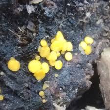 Attēlu rezultāti vaicājumam “Phleogena faginea young”