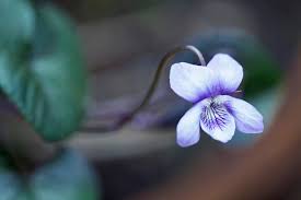 Attēlu rezultāti vaicājumam “Viola riviniana flower”