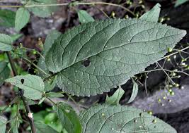 Attēlu rezultāti vaicājumam “Scrophularia nodosa leaf”