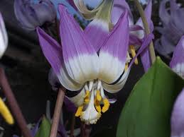 Attēlu rezultāti vaicājumam “Erythronium sibiricum flower”