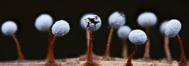 Attēlu rezultāti vaicājumam “Didymium verrucisporum macro”