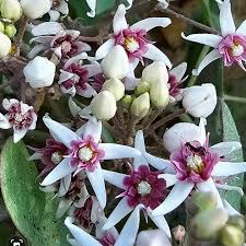 Attēlu rezultāti vaicājumam “Apocynaceae”