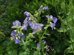 Attēlu rezultāti vaicājumam “Polemonium caeruleum leaf”