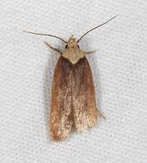 Attēlu rezultāti vaicājumam “Depressaria depressana”