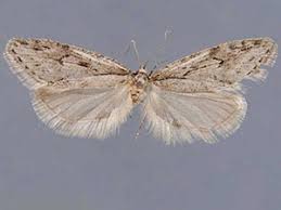 Attēlu rezultāti vaicājumam “Semioscopis avellanella imago”