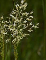 Attēlu rezultāti vaicājumam “Trisetum flavescens flower”