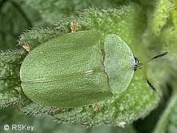 Attēlu rezultāti vaicājumam “Cassida”