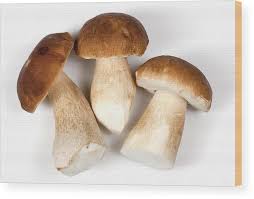 Attēlu rezultāti vaicājumam “Boletus edulis”