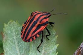 Attēlu rezultāti vaicājumam “Graphosoma lineatum”