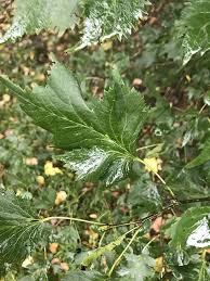 Attēlu rezultāti vaicājumam “Tilia platyphyllos Laciniata leaf”