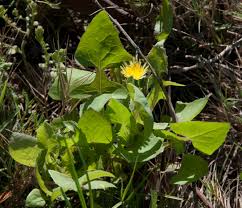 Attēlu rezultāti vaicājumam “Sonchus oleraceus”