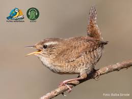 Attēlu rezultāti vaicājumam “Trichia longipalpis”