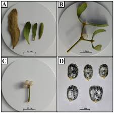 Attēlu rezultāti vaicājumam “Viscum album female flower”