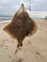 Image result for Rostroraja eglanteria