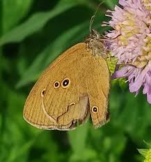 Attēlu rezultāti vaicājumam “Aphantopus hyperantus”