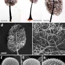 Attēlu rezultāti vaicājumam “Comatricha fragilis stalked”