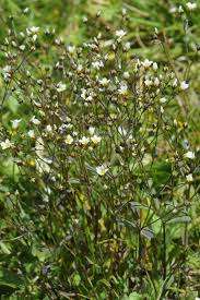 Attēlu rezultāti vaicājumam “Linum catharticum flower”