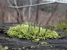 Attēlu rezultāti vaicājumam “Cladonia ochrochlora”