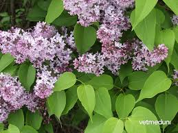 Image result for flieder