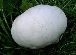 Attēlu rezultāti vaicājumam “Langermania gigantea”