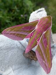 Attēlu rezultāti vaicājumam “Deilephila elpenor”